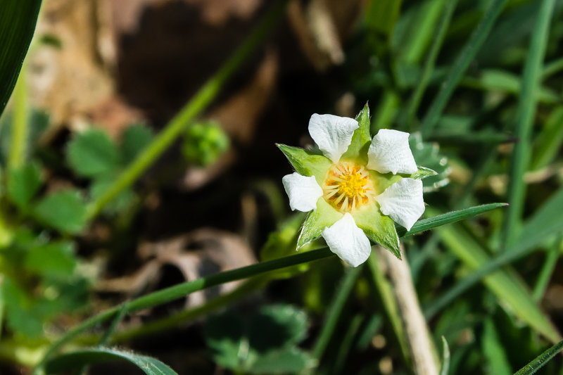 Potentilla sterilis / Potentilla sterile